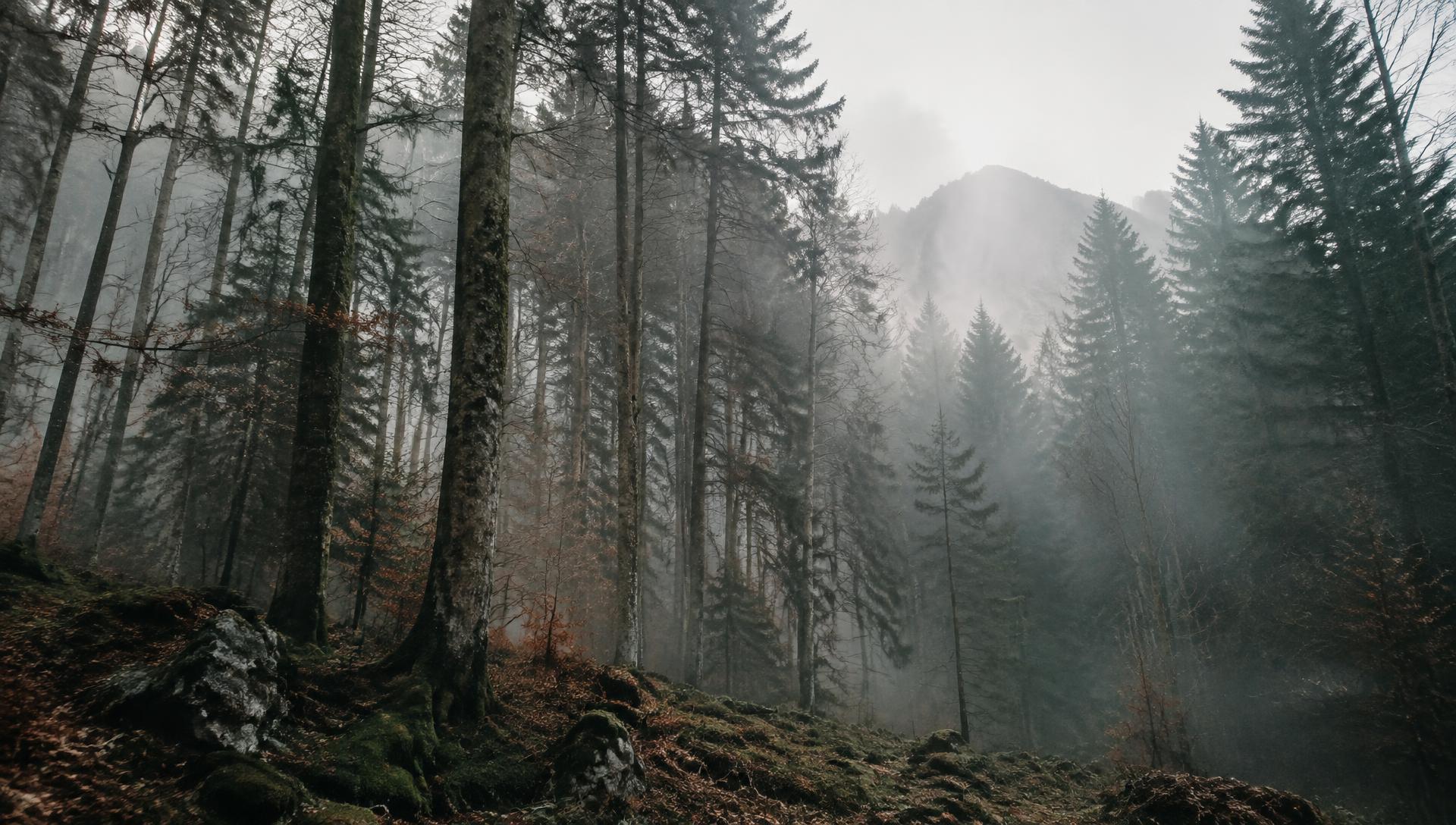 Forêt et matière première